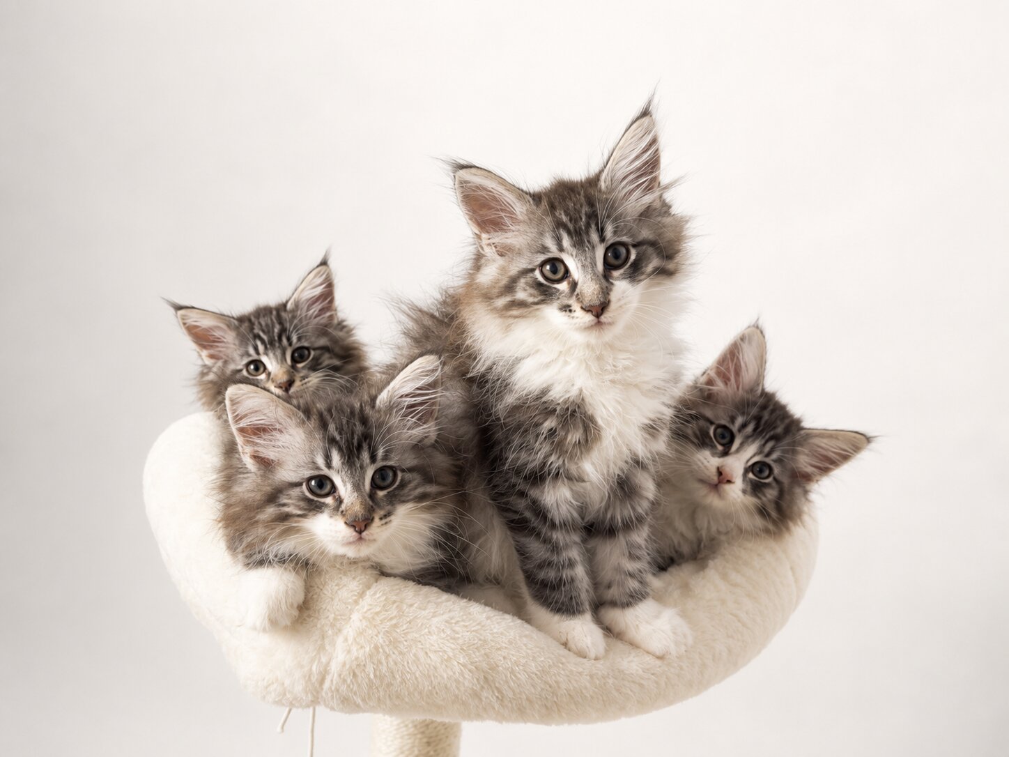 Norwegian Forest Cat at Karousel Hobby Farm