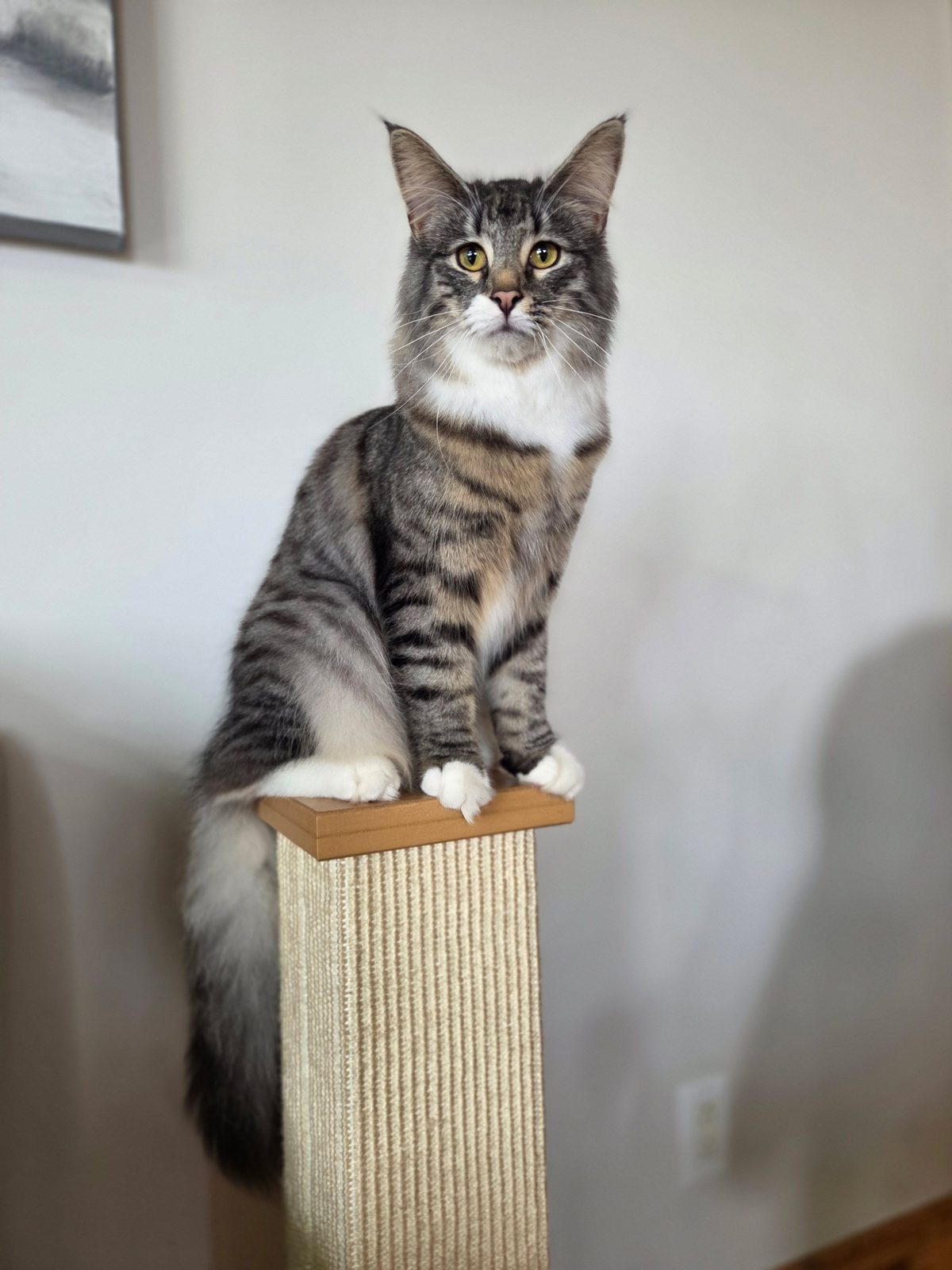 Achilles, a black silver with white Norwegian Forest Cat