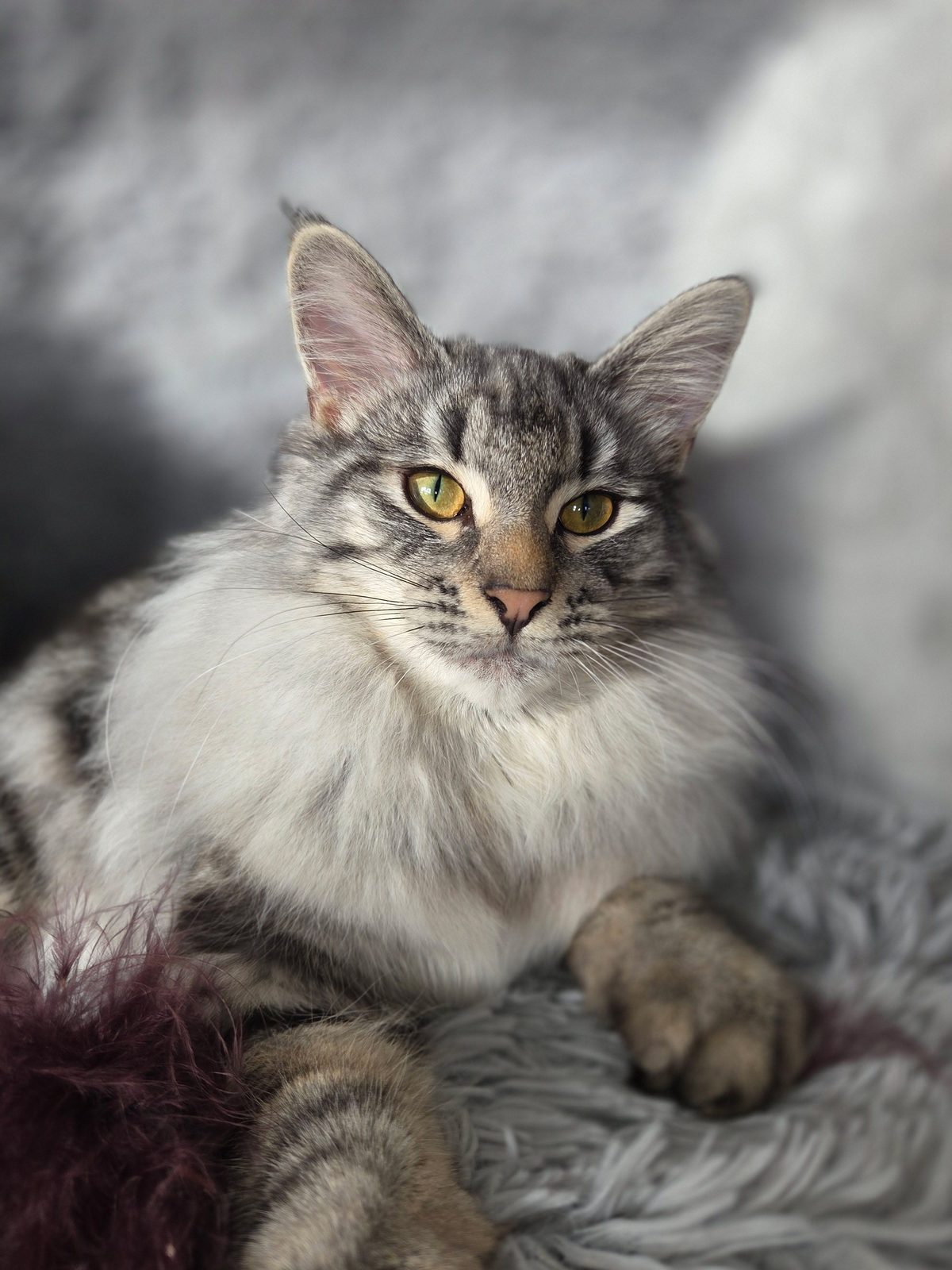 Athena, a black silver Norwegian Forest Cat