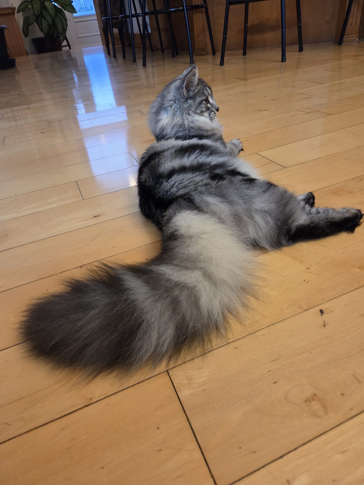 Athena's fluffy tail