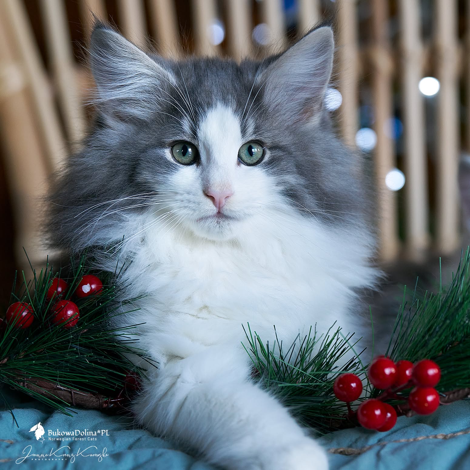 King Julien, a blue classic tabby and white Norwegian Forest Cat