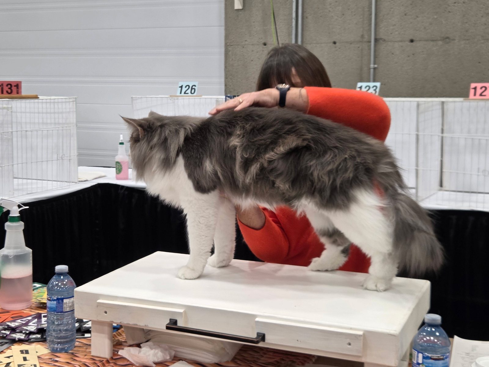 King Julien, a Norwegian Forest Cat