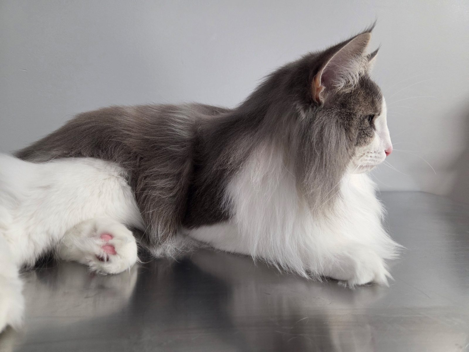 King Julien, a blue classic tabby and white Norwegian Forest Cat