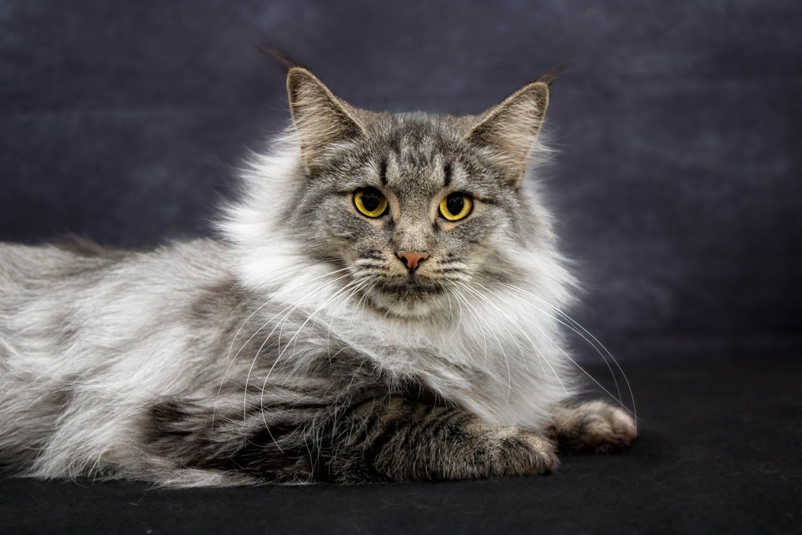 Peppermint, a Norwegian Forest Cat