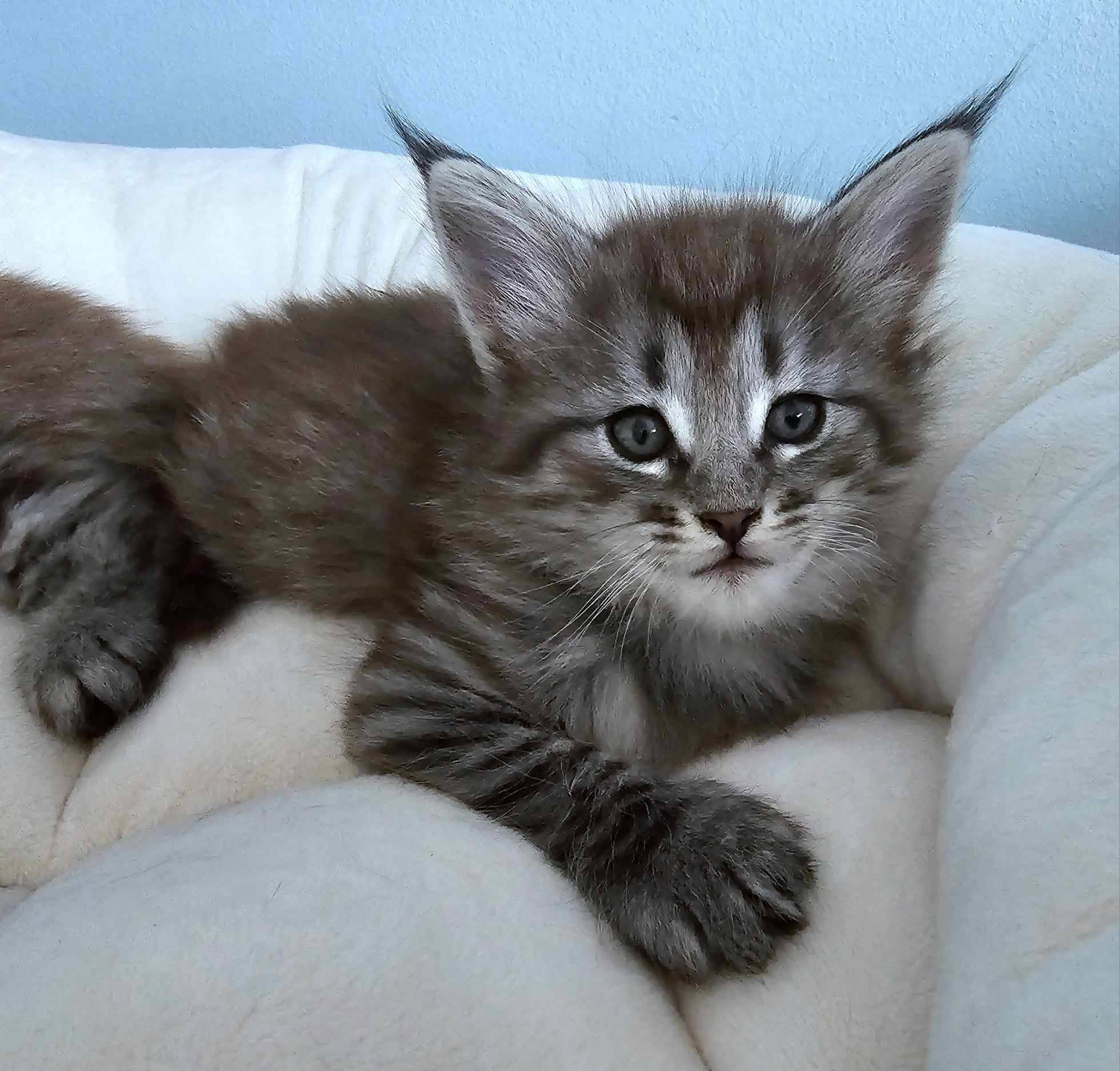 Peppermint, a CFA Champion Norwegian Forest Cat