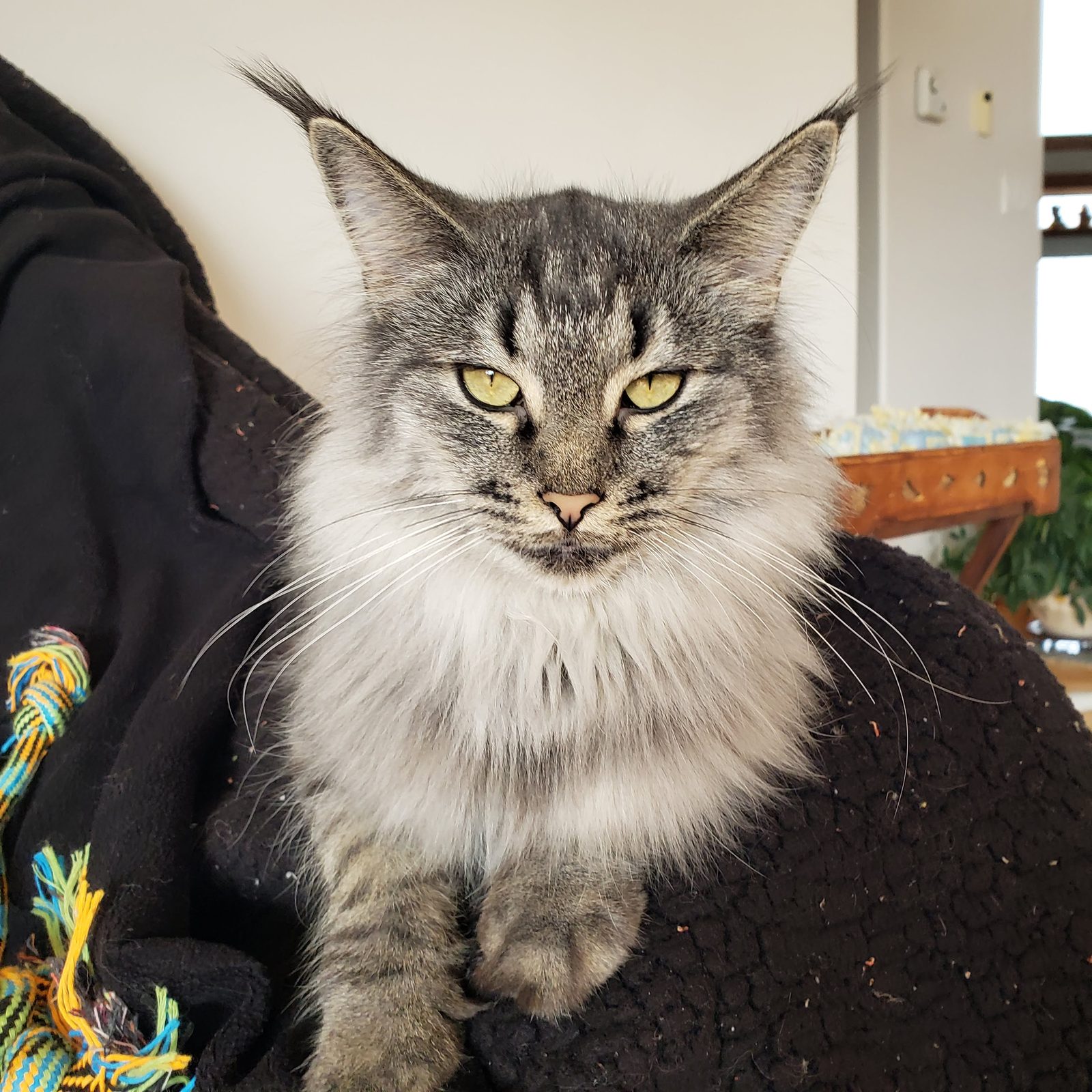 Peppermint, a black silver Norwegian Forest Cat