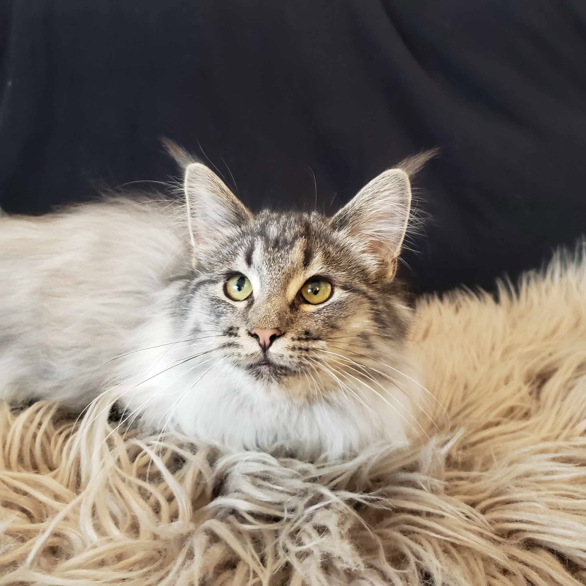Peppermint, a black silver Norwegian Forest Cat