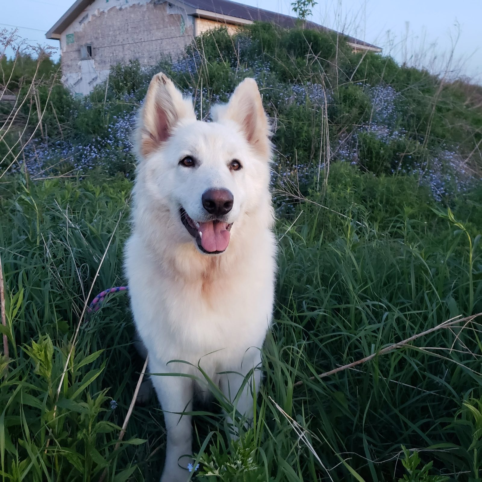 Daisy, a long-coated cream White Shepherd
