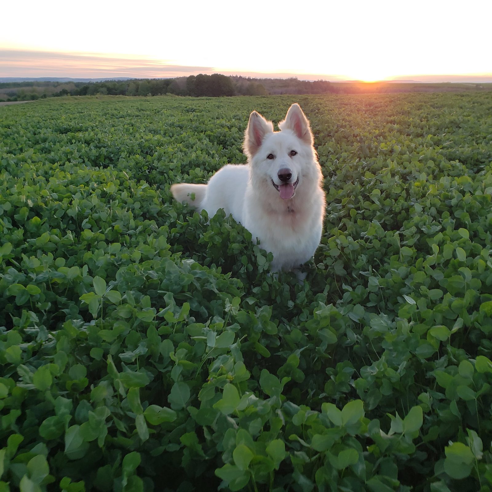 Daisy, a long-coated cream White Shepherd