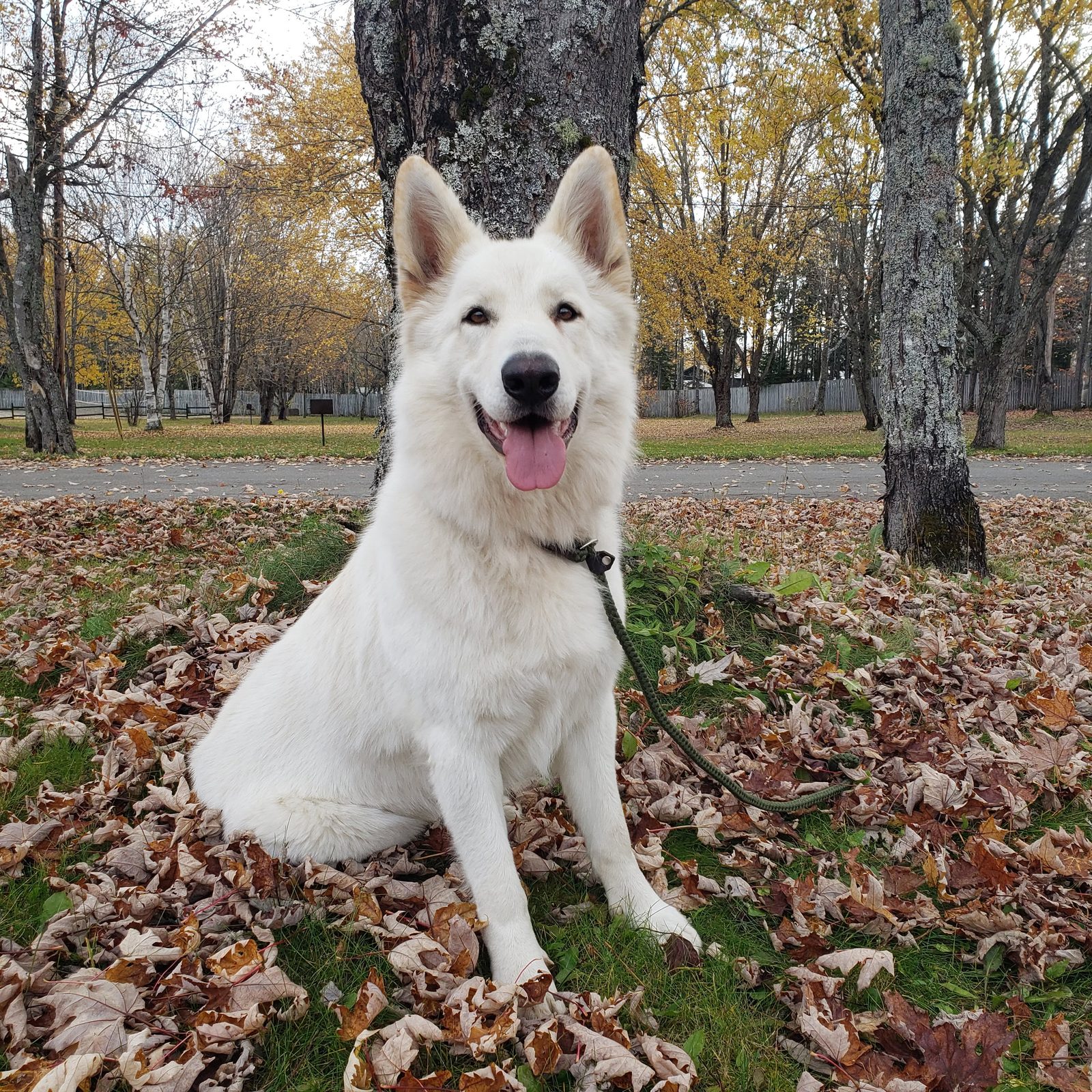 Daisy outdoors