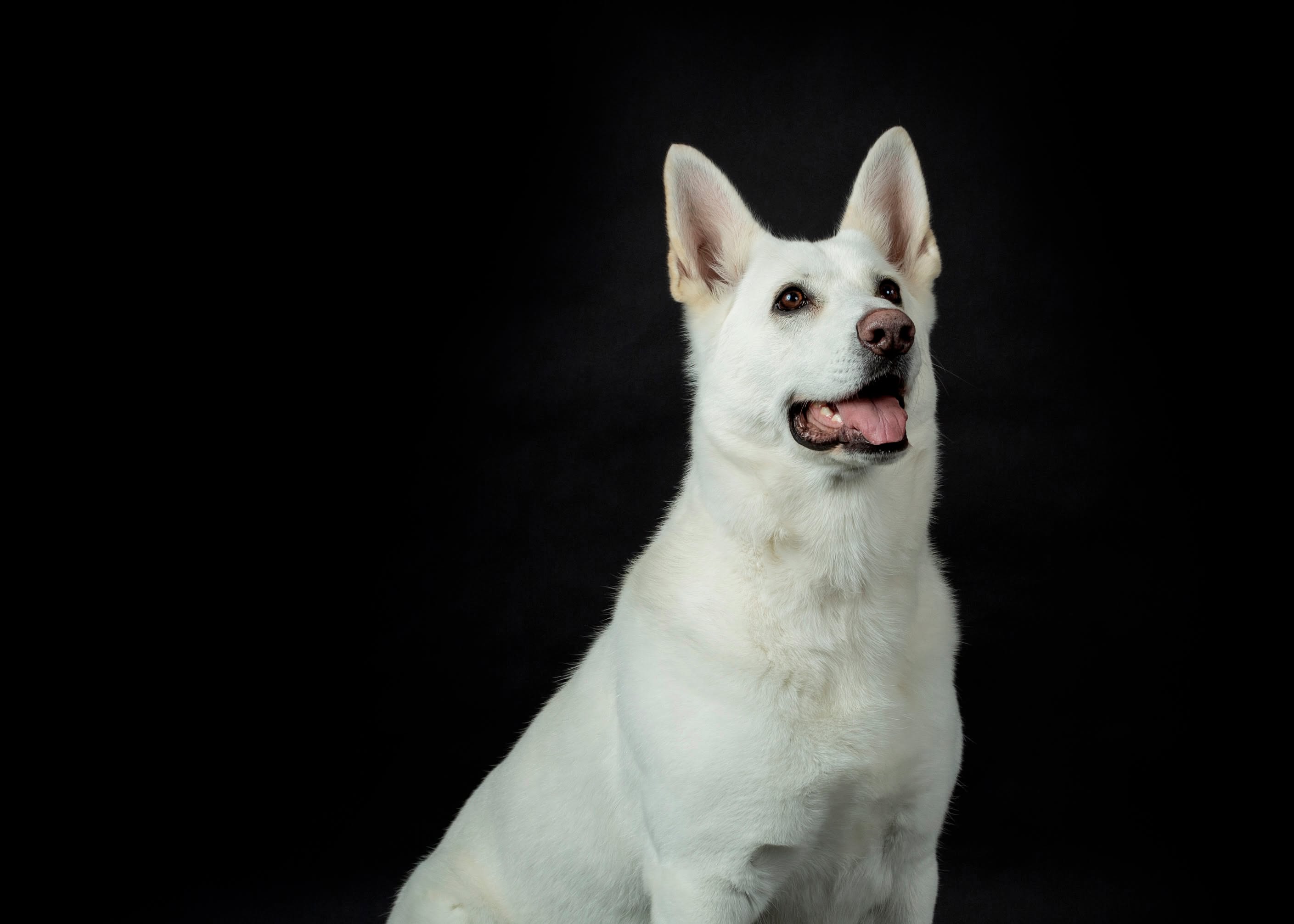 Grace, a White Shepherd, outdoors at Karousel Hobby Farm