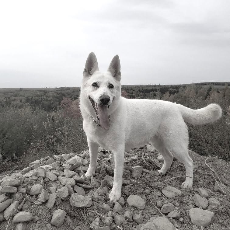 White Shepherd Grace at Karousel Hobby Farm