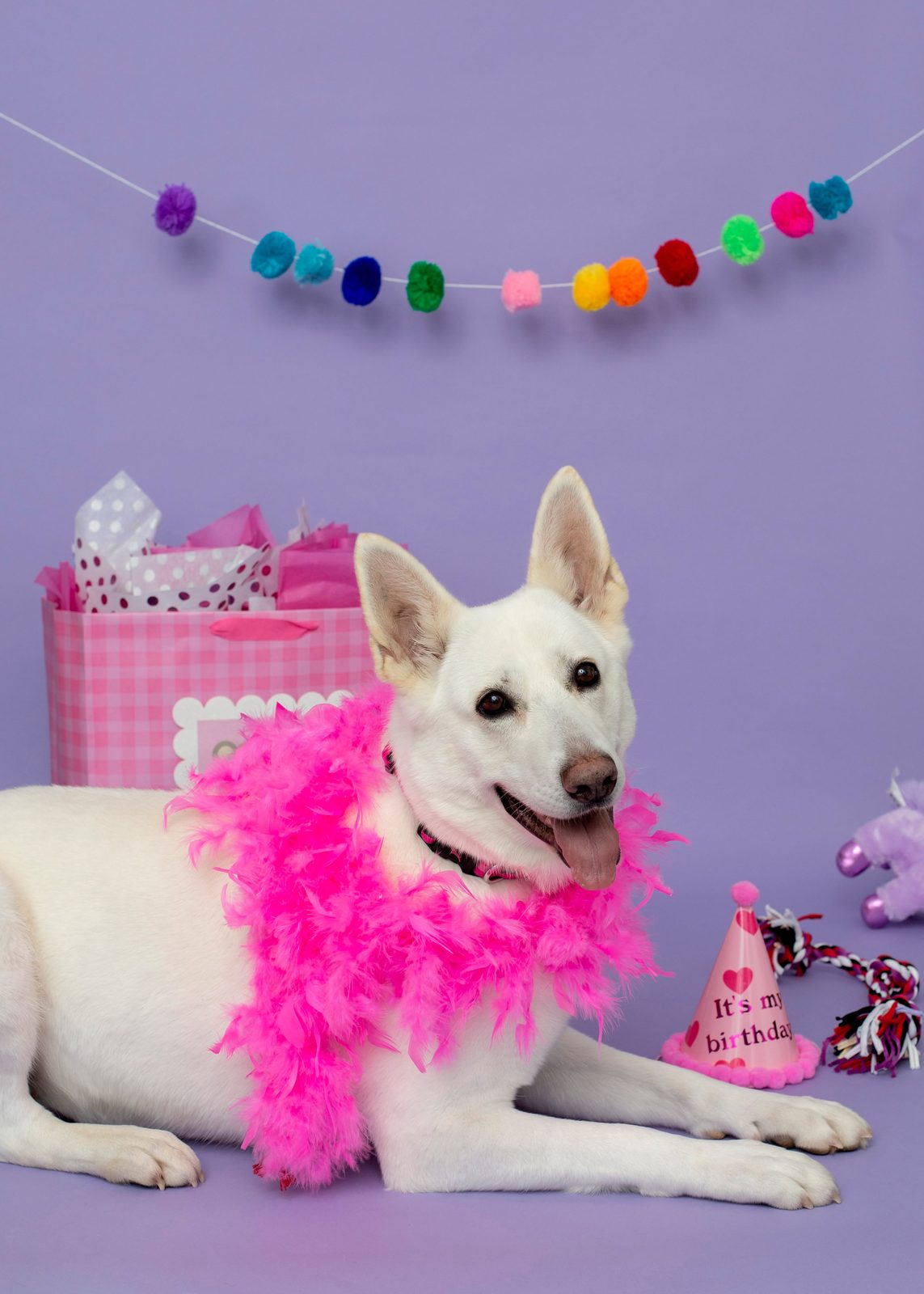 White Shepherd Grace, OFA Excellent hips