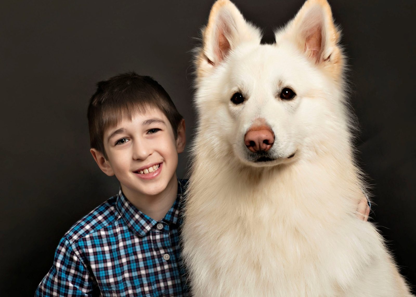 Maki, a cream long-coated White Shepherd male