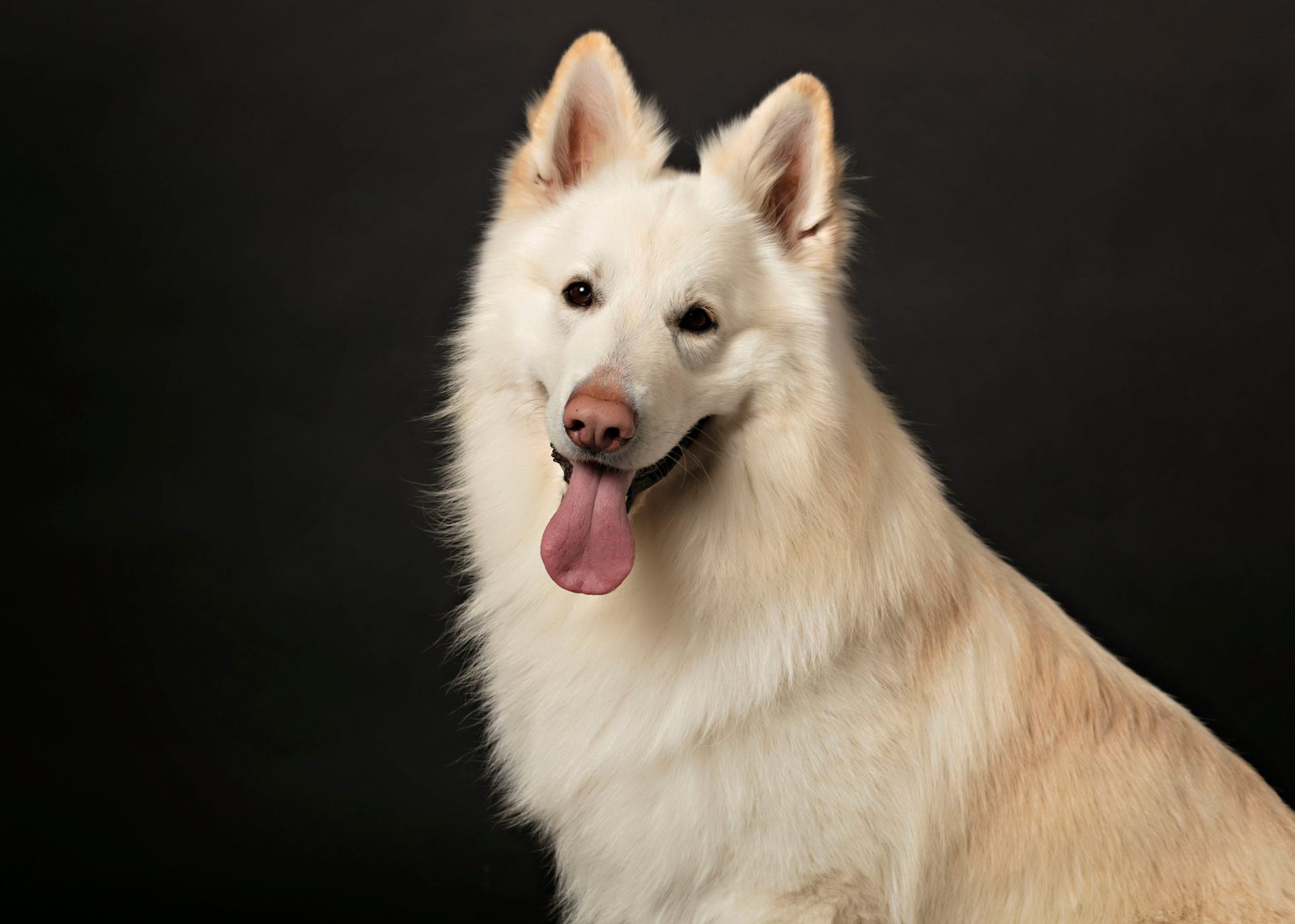 White Shepherd Maki outdoors