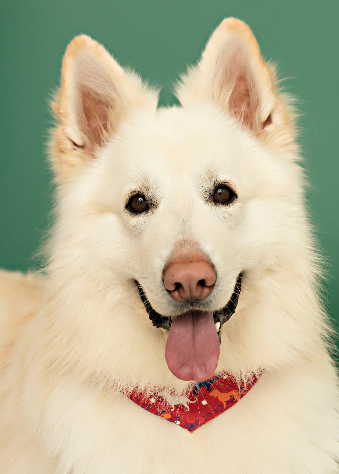 Maki, a White Shepherd