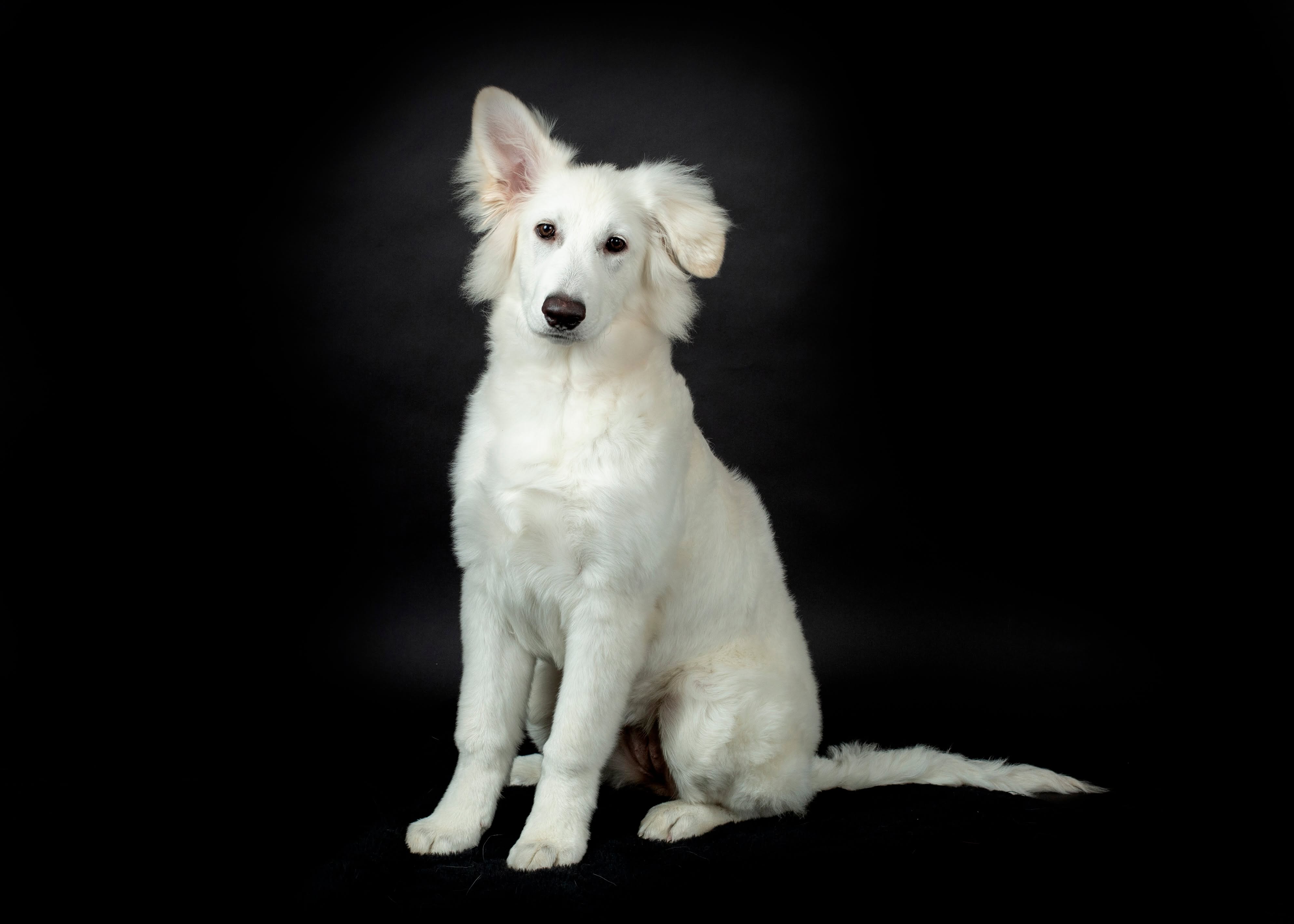 Pax, a White Shepherd with a soft white coat
