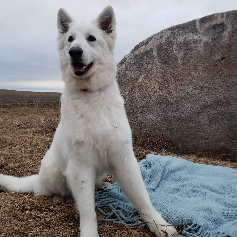 White Shepherd Pax at Karousel Hobby Farm