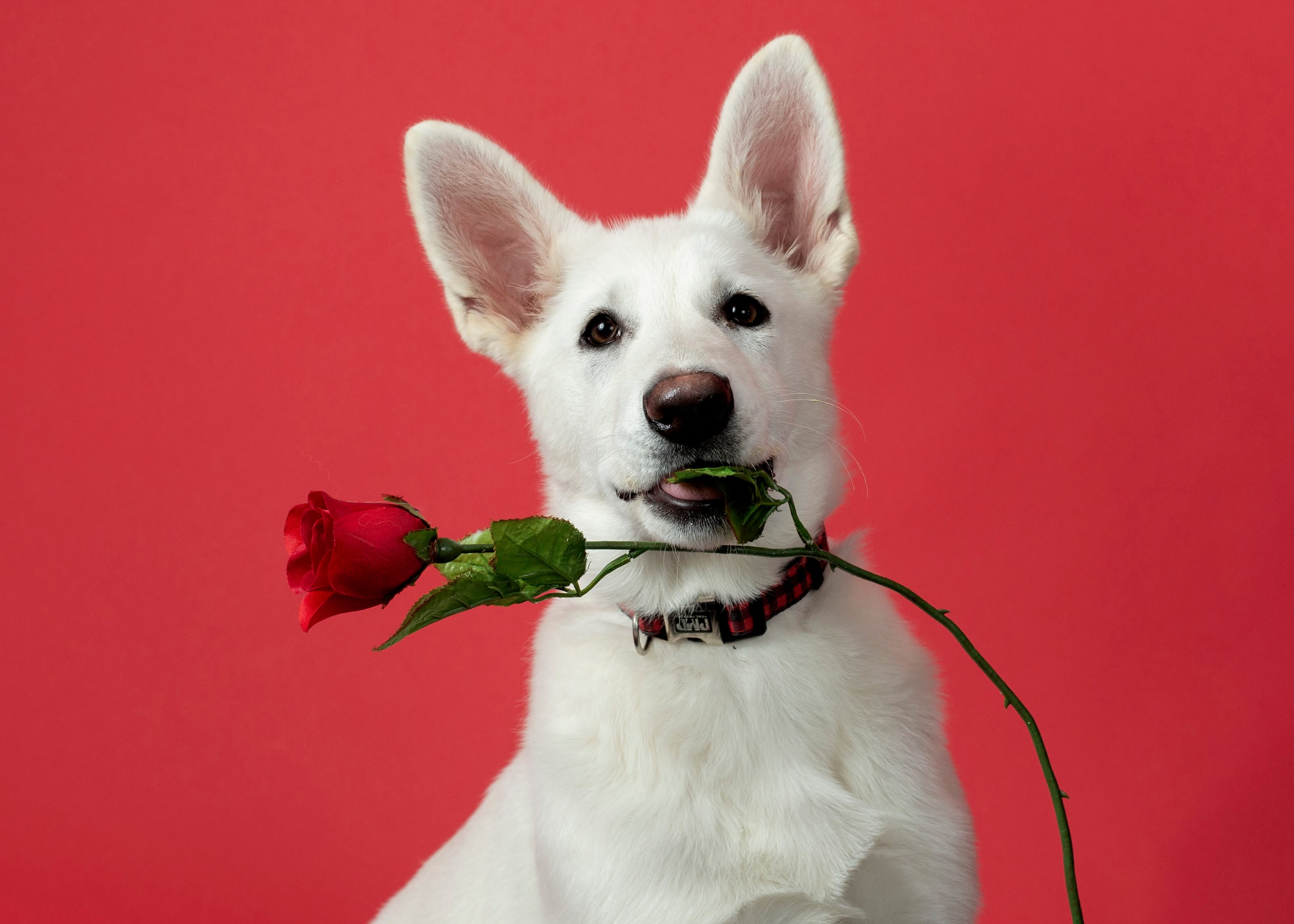 White Shepherd Priska at Karousel Hobby Farm