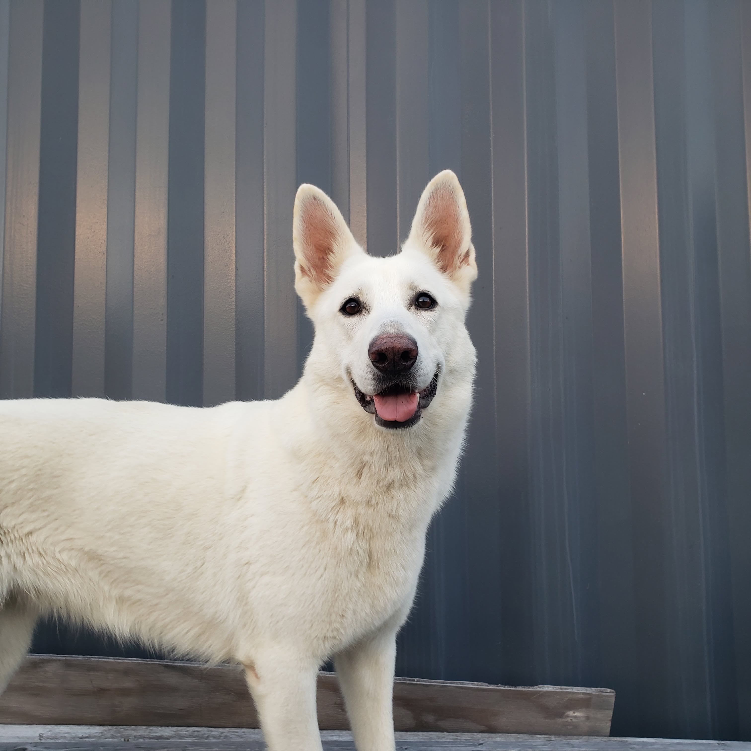 White Shepherd female Priska