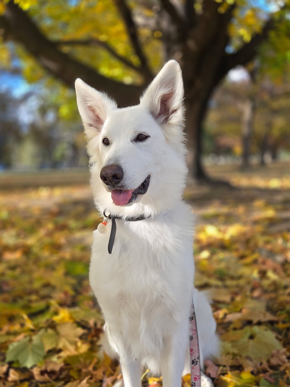 White Shepherd Sara at Karousel Hobby Farm