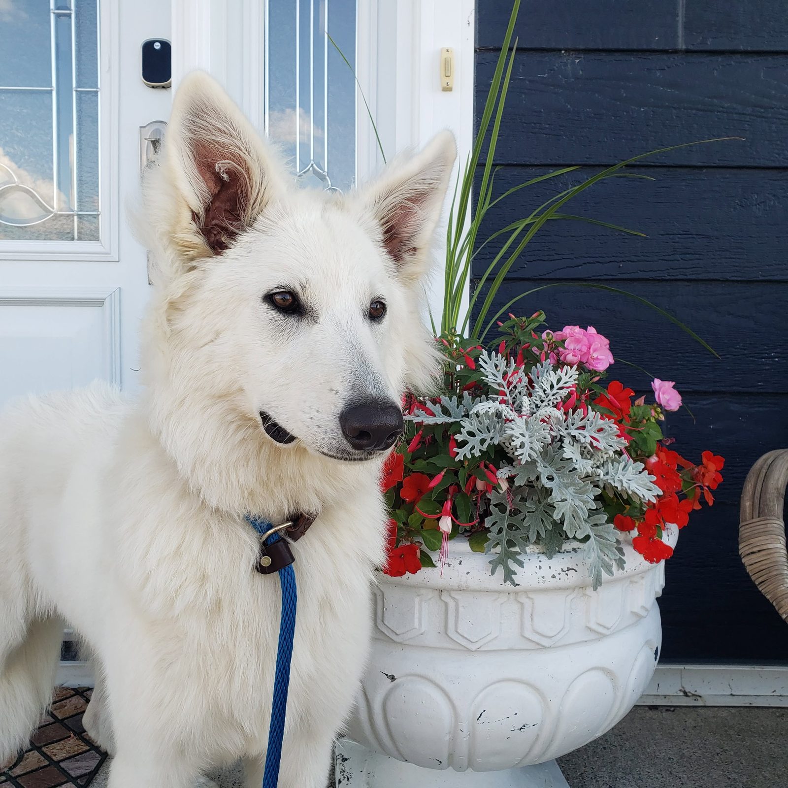 White Shepherd Sara