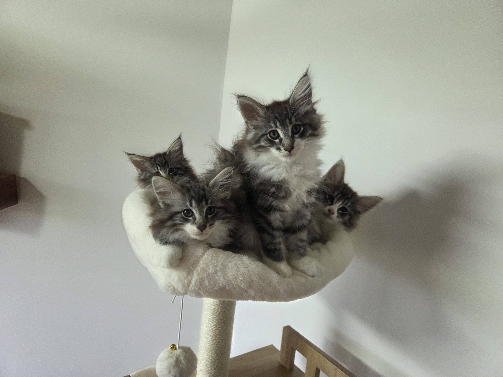 Kittens at Karousel Hobby Farm