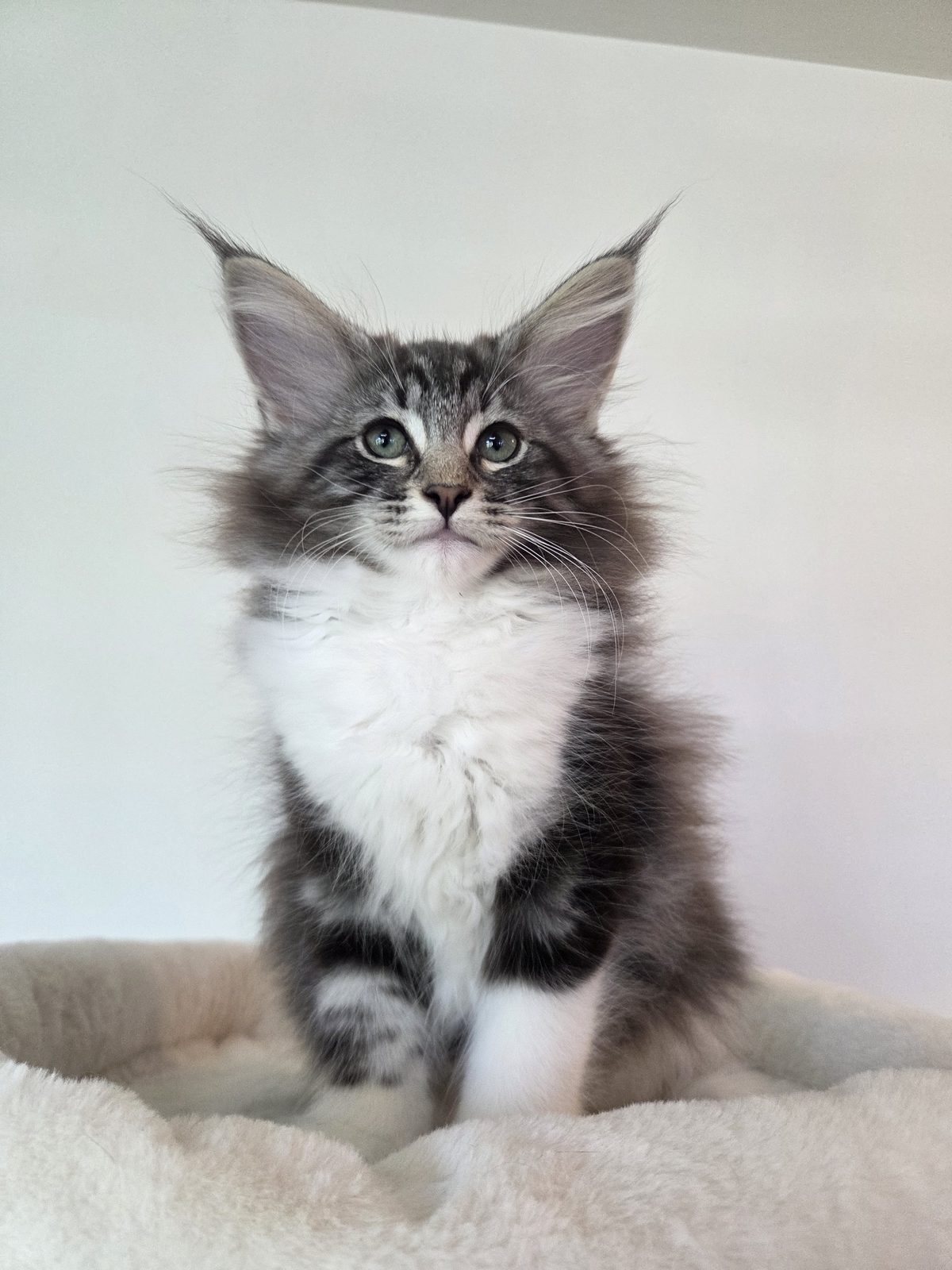 Kitten at Karousel Hobby Farm