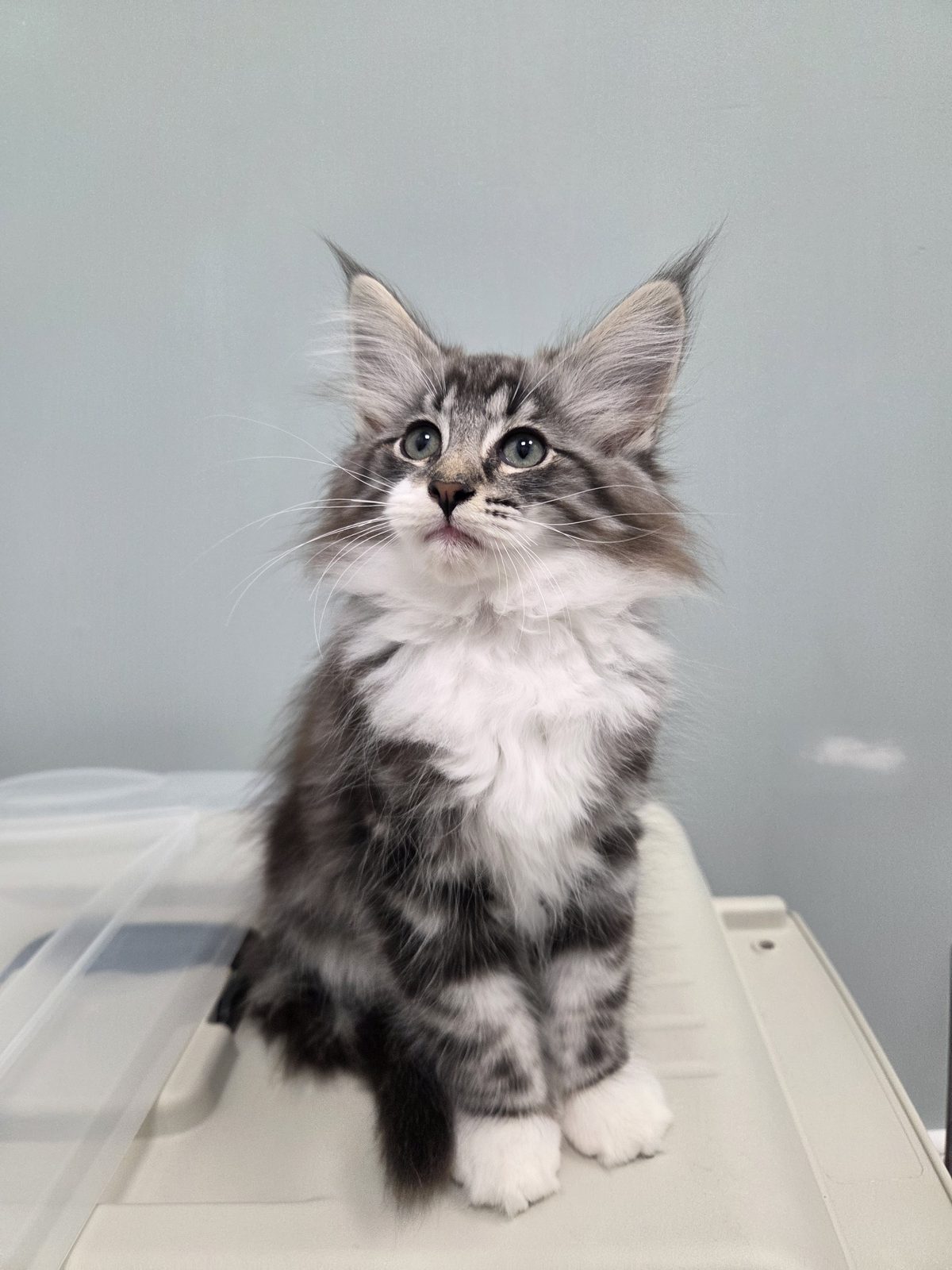 Kitten at Karousel Hobby Farm