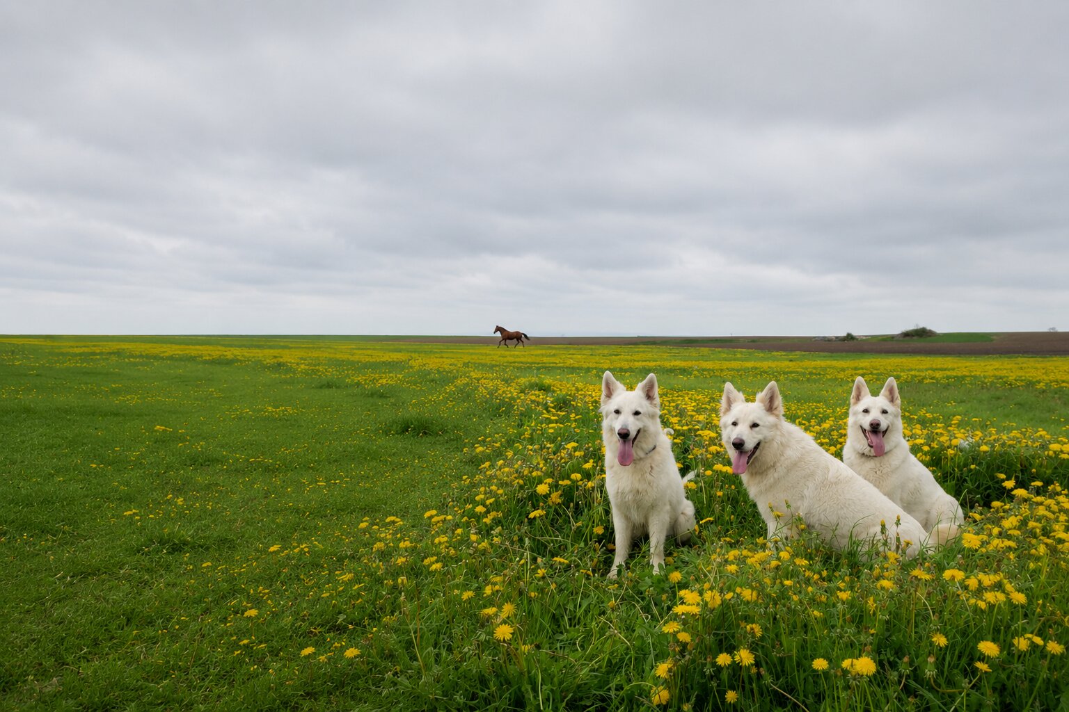 Karousel Hobby Farm — White Shepherd and Norwegian Forest Cat raised free on the farm